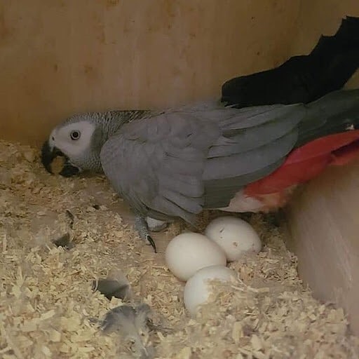 Fertile Congo African Grey Parrot Eggs