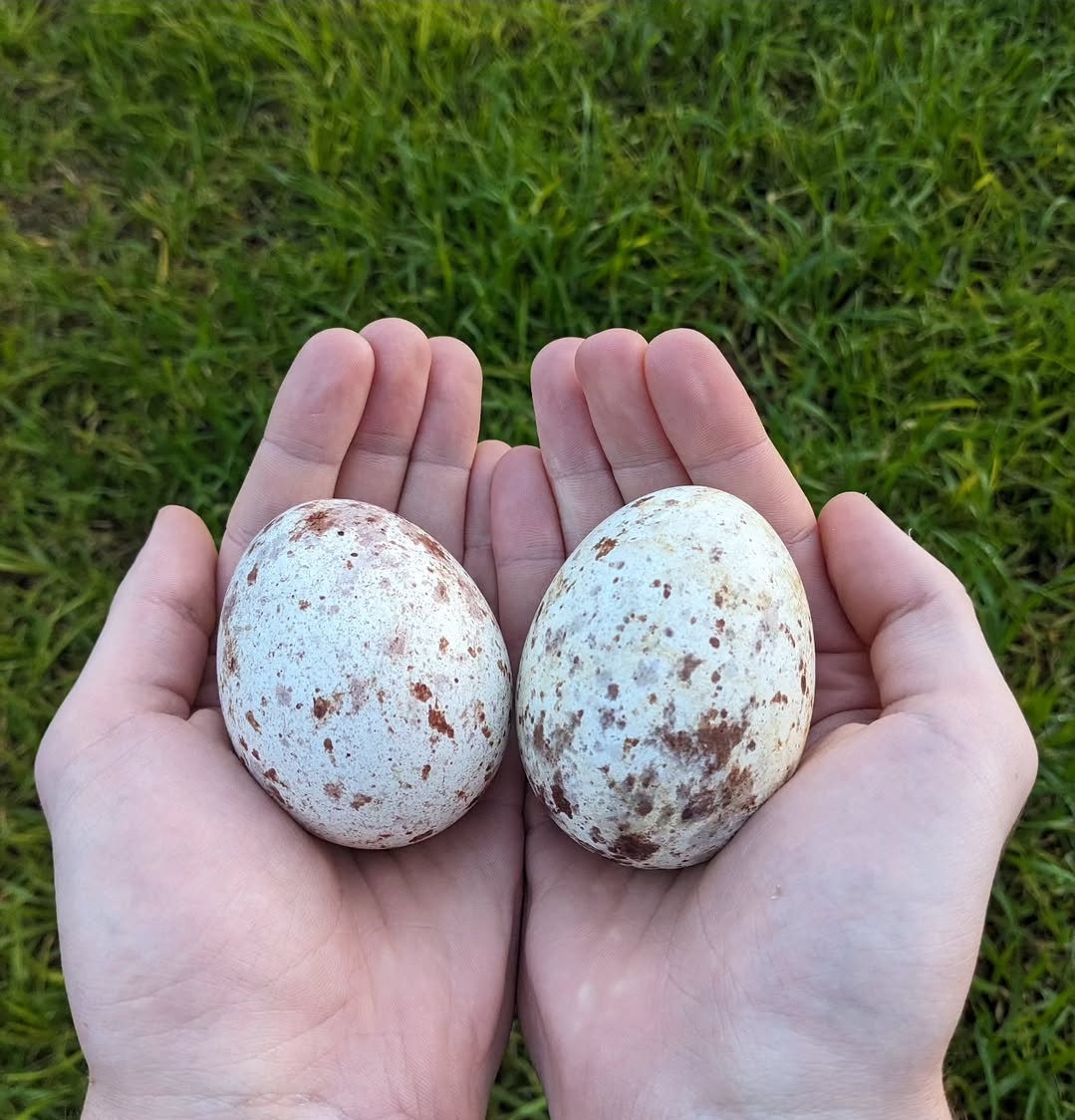 Fertile Eagle Eggs