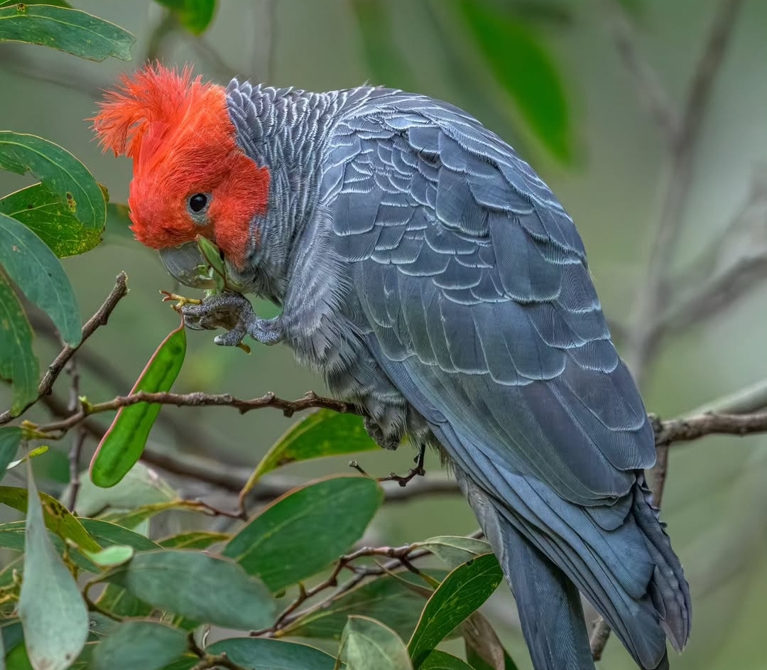 Gang Gang Cockatoo Parrot-(Jadi)