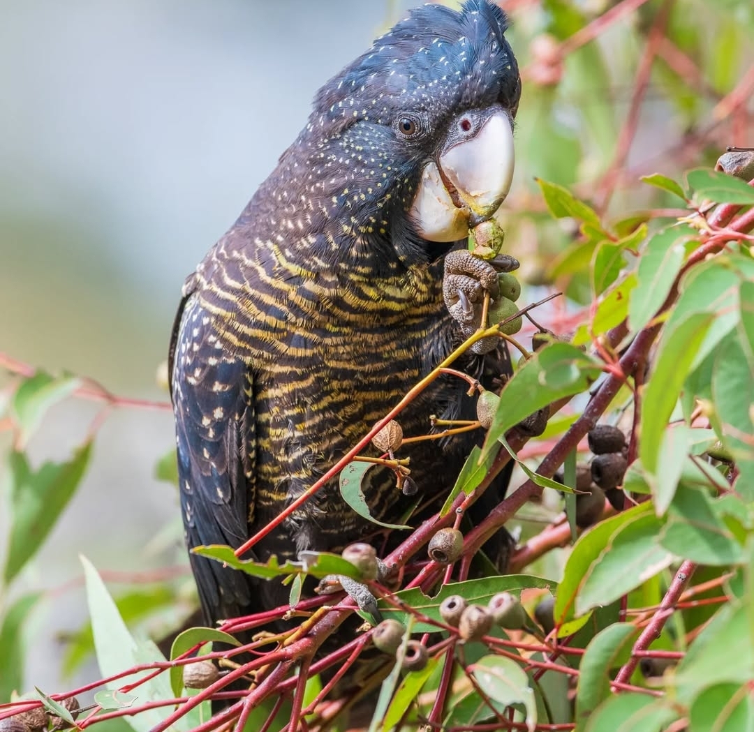 Gang Gang Cockatoo Parrot-(Gina)