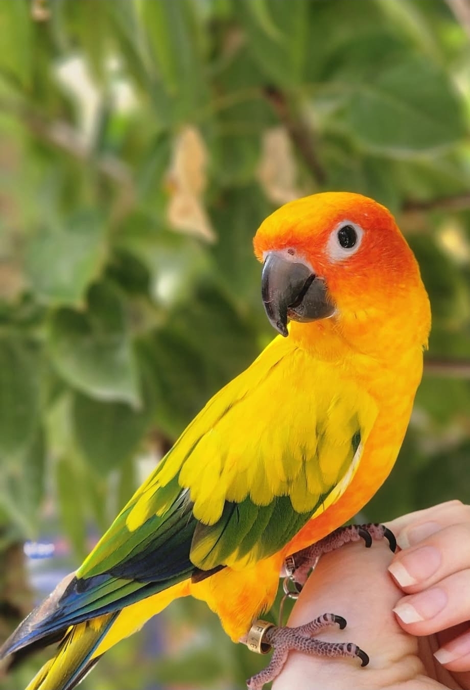 Golden Sun Conure Parrot-(Neki)