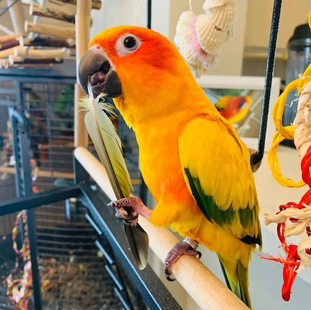 Golden Sun Conure Parrot-(Ken)