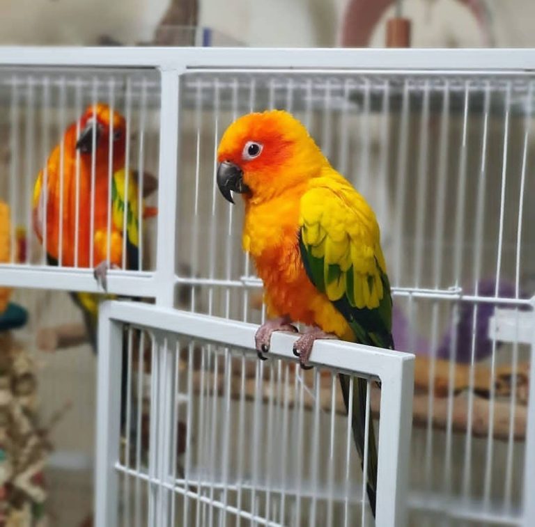 Golden Sun Conure Male & Female Parrots