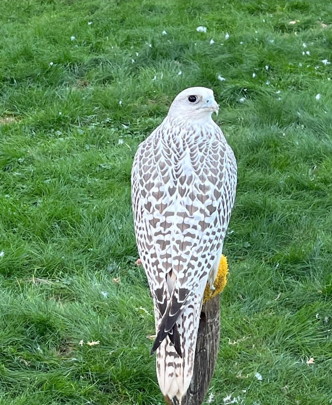Gyrfalcon Birds-(Males/Females)