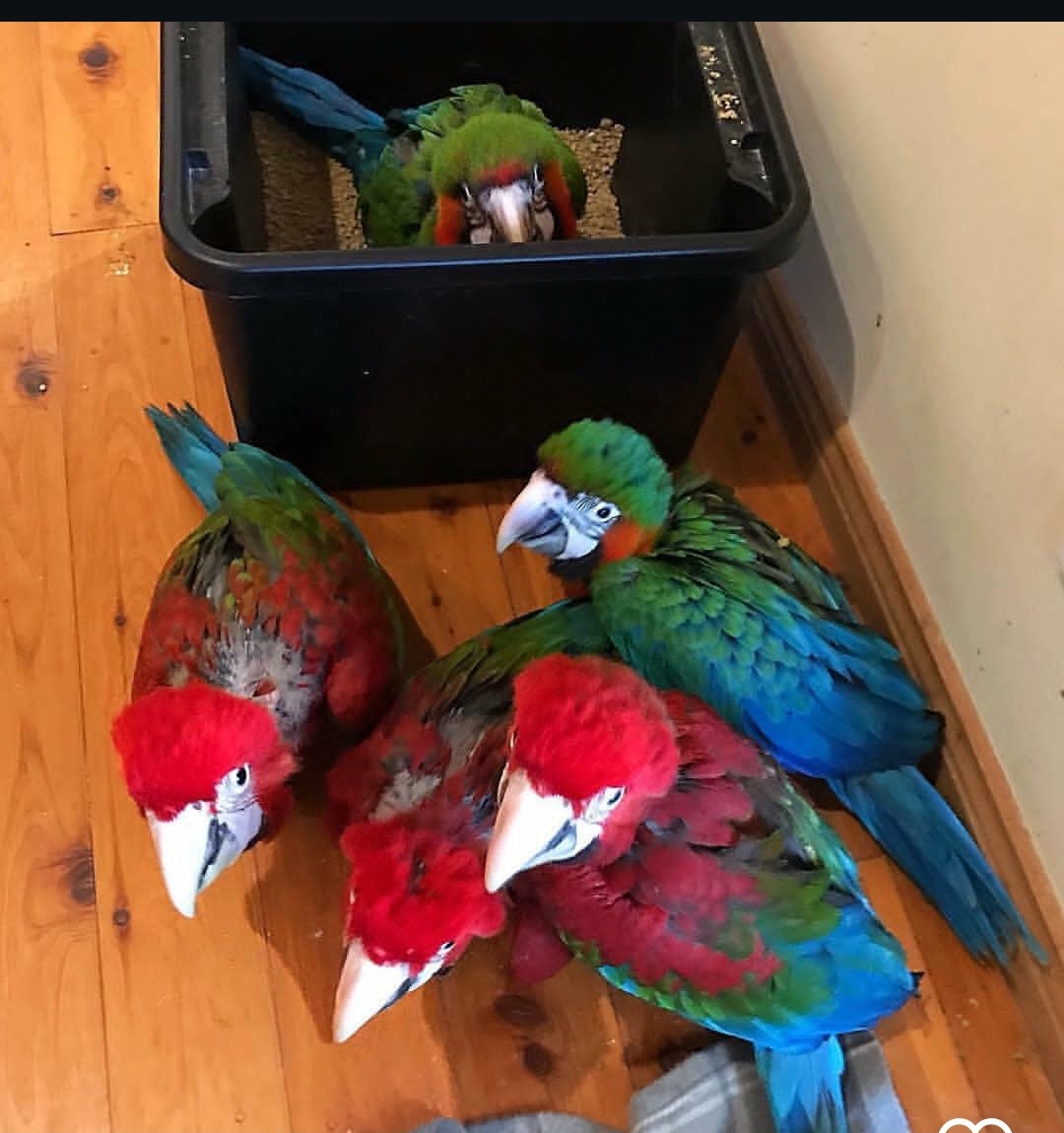 Harlequin Macaw Baby Parrots