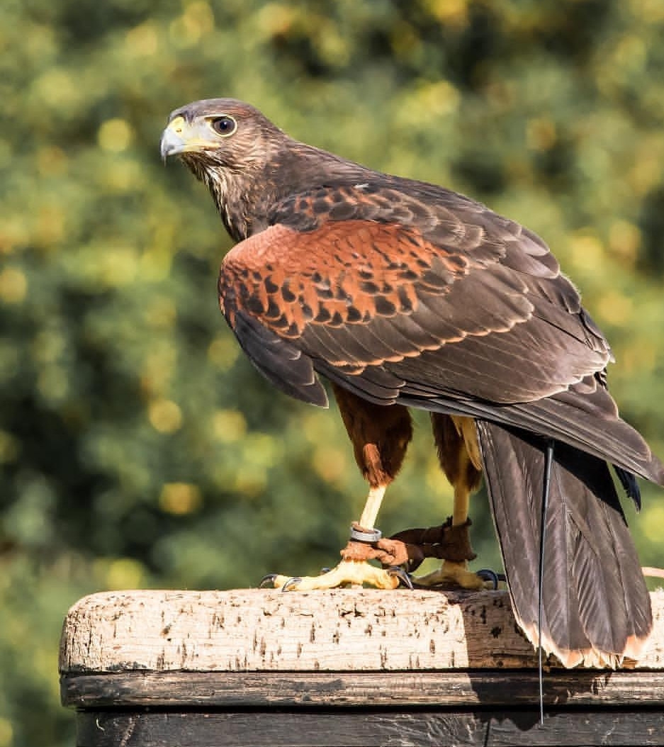 Harris Hawk Birds-Males And Females