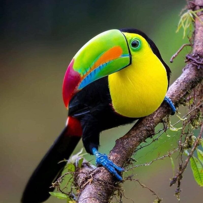 Keel-Billed Toucan