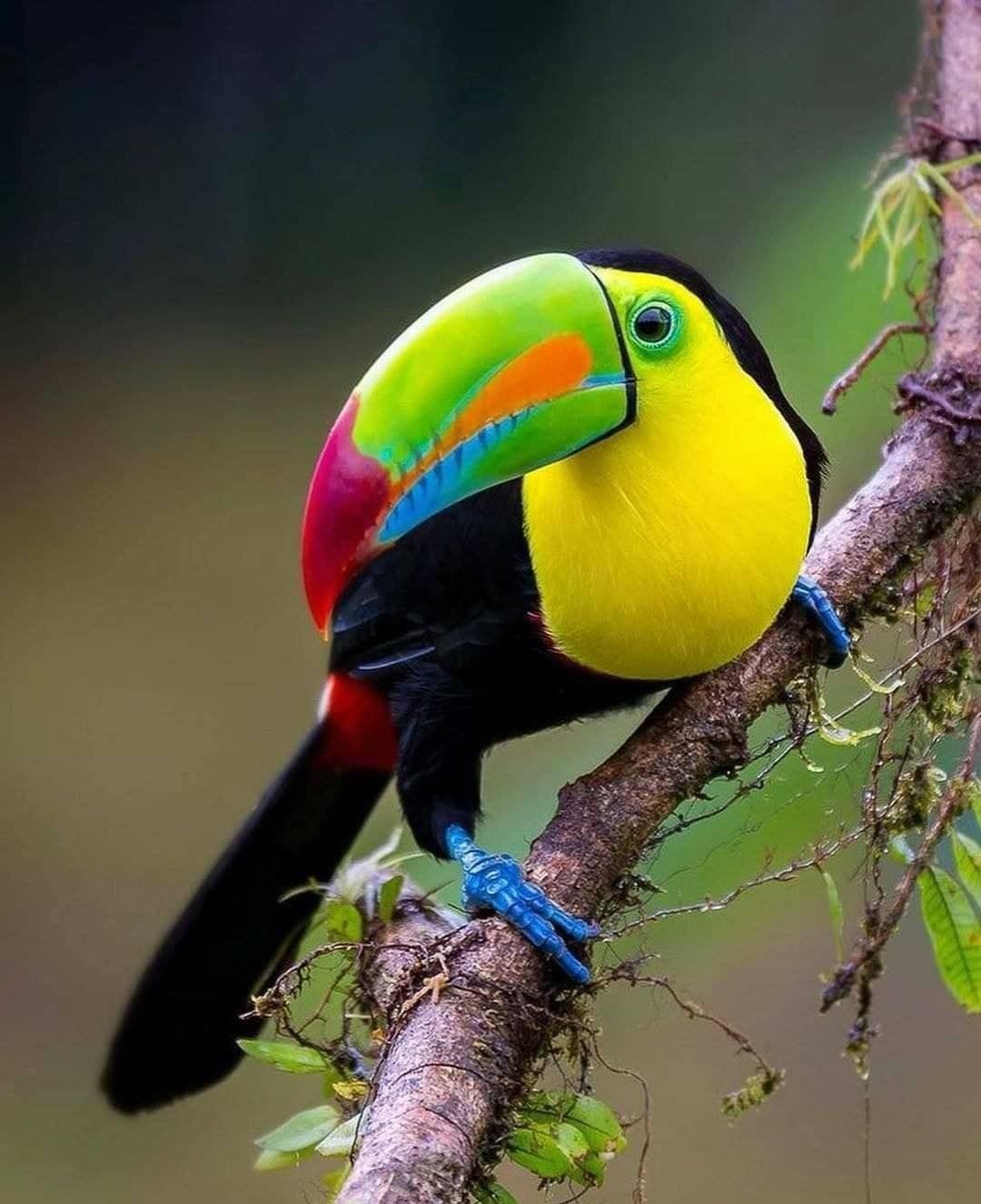 Keel-Billed Toucan