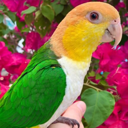 Male White-Bellied Caique Parrot-(Rax)