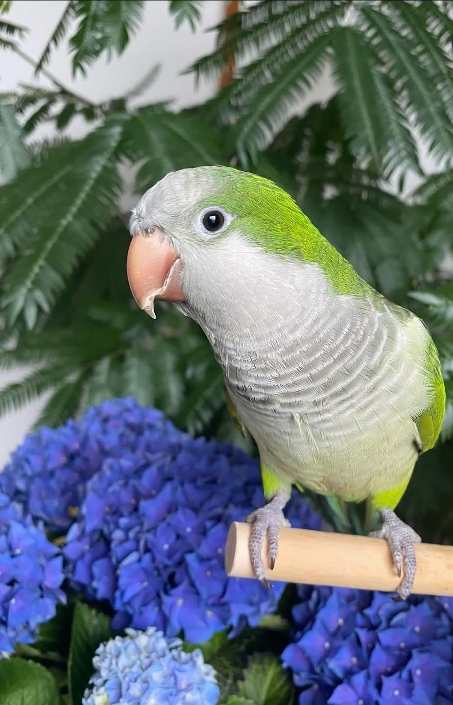 Female-Monk Parakeet Bird-(Senge)
