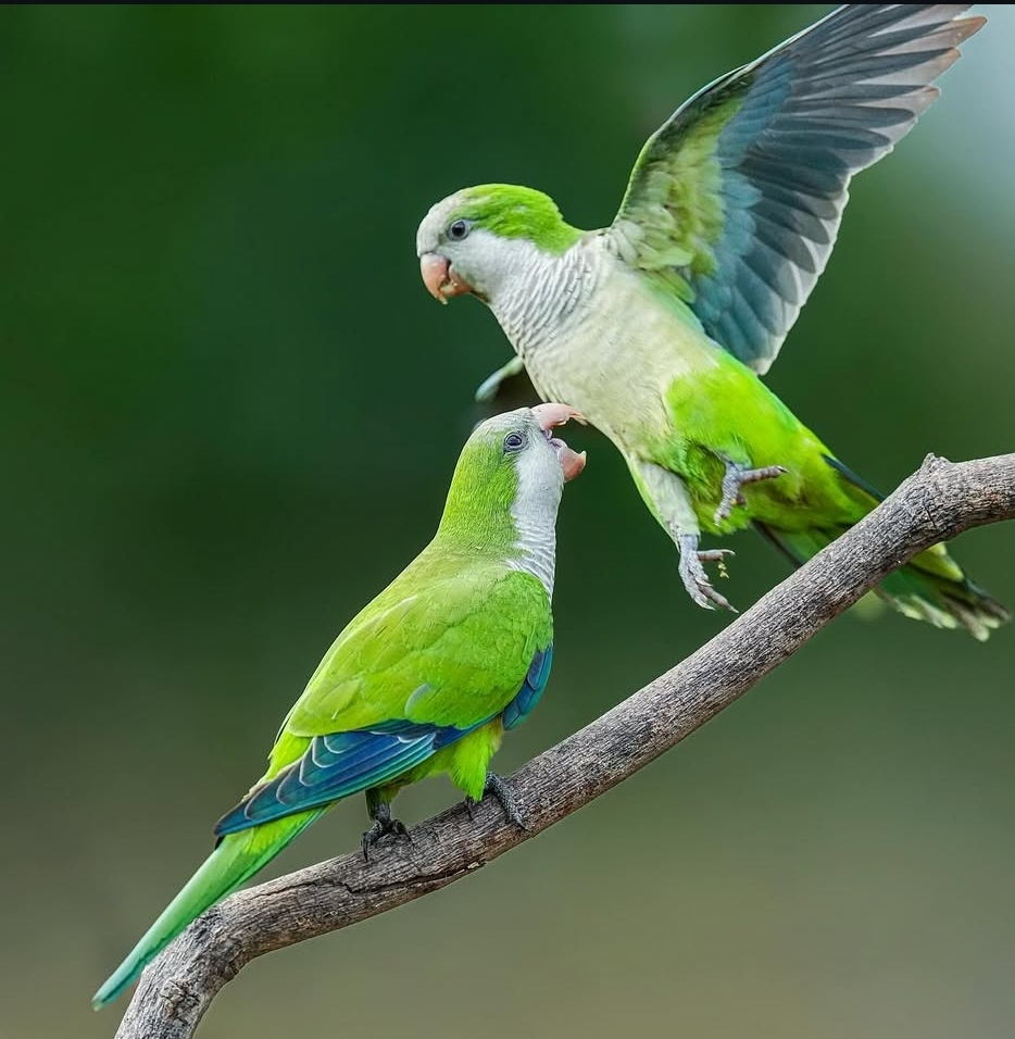Monk Parakeet Birds-Males And Females