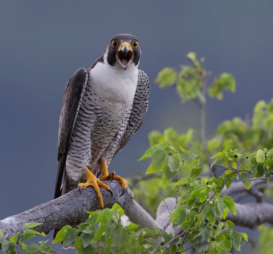 Peregrine Falcon Birds-(Males/Females)