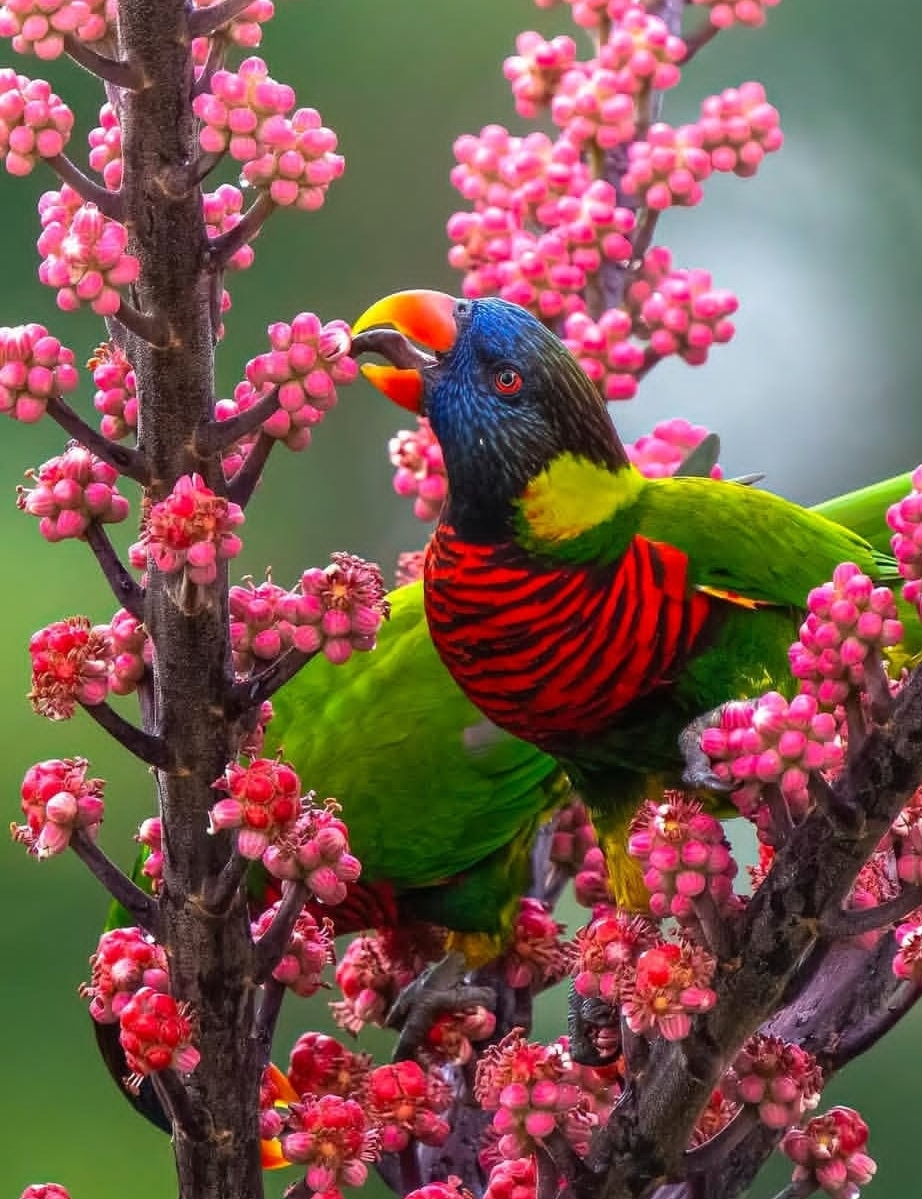 Rainbow Lorikeet Parrot-(Mande)