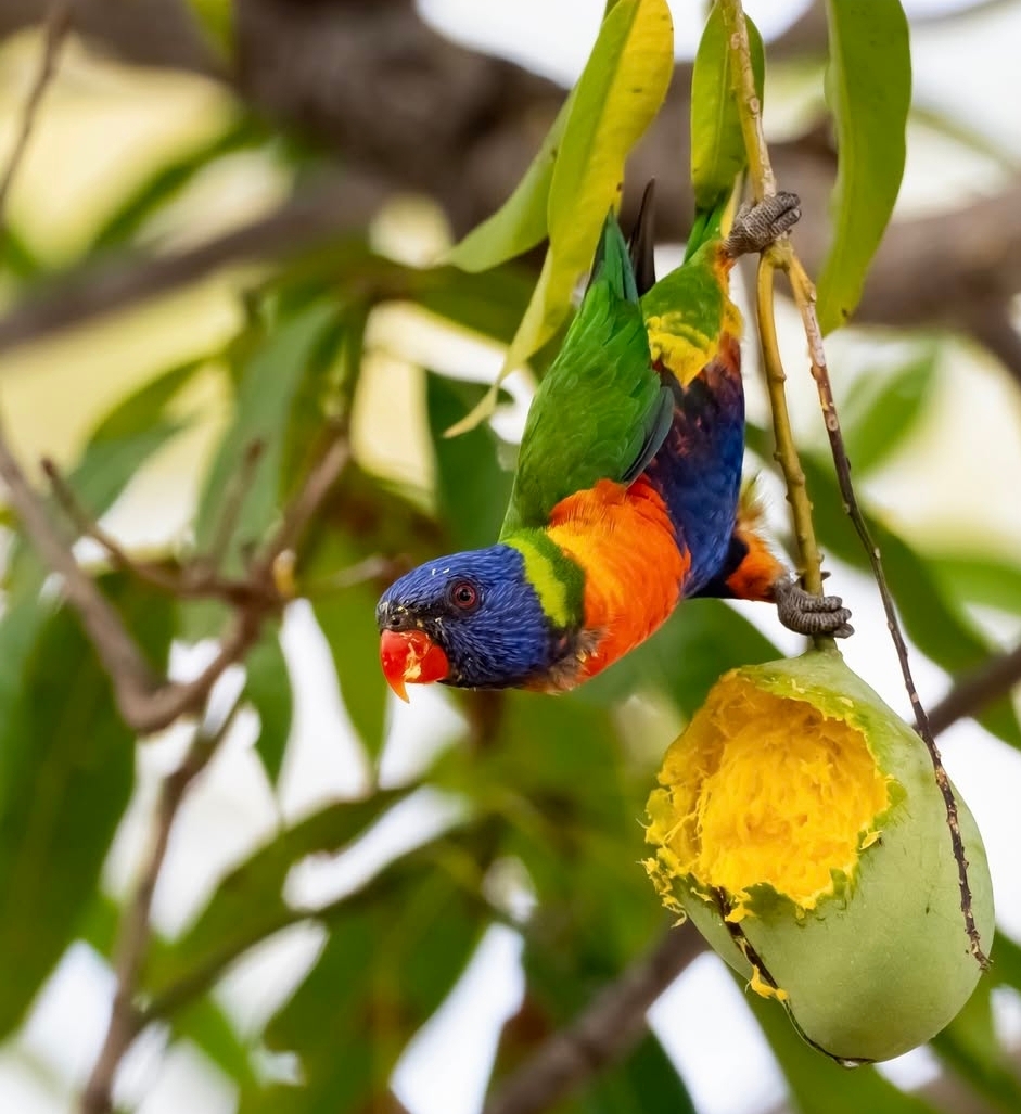 Rainbow Lorikeet Parrots-Males-Females