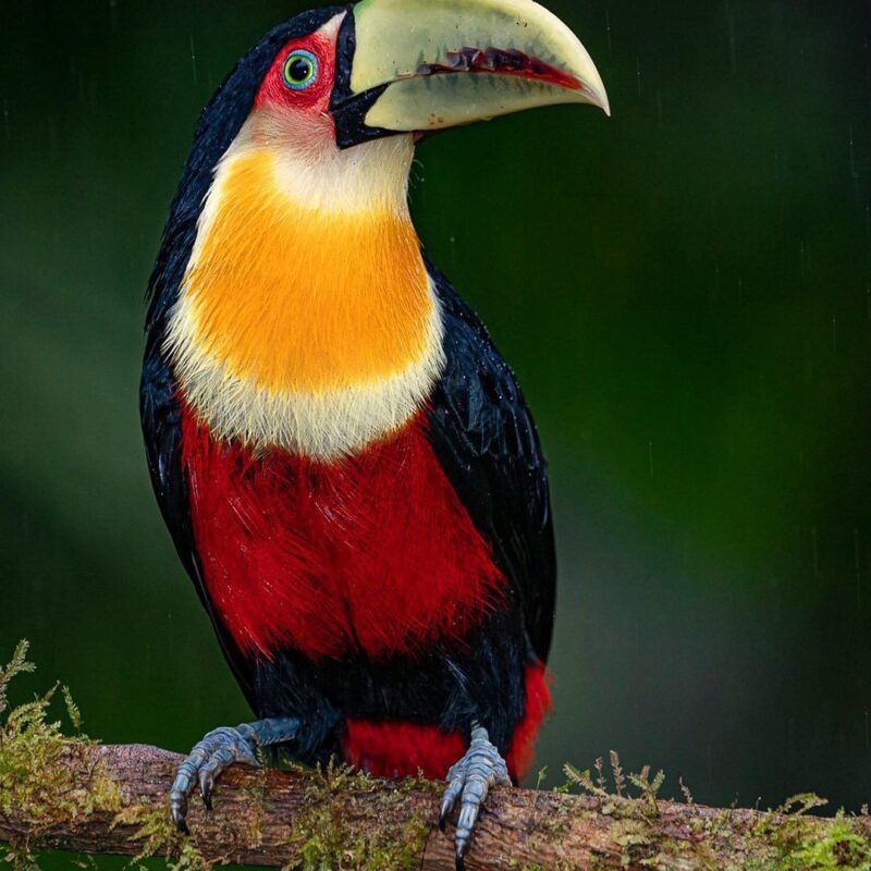 Red-breasted Toucan