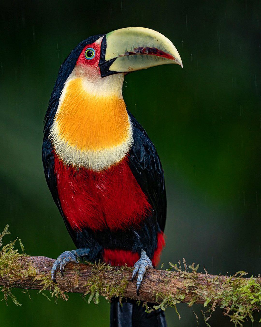 Red-breasted Toucan