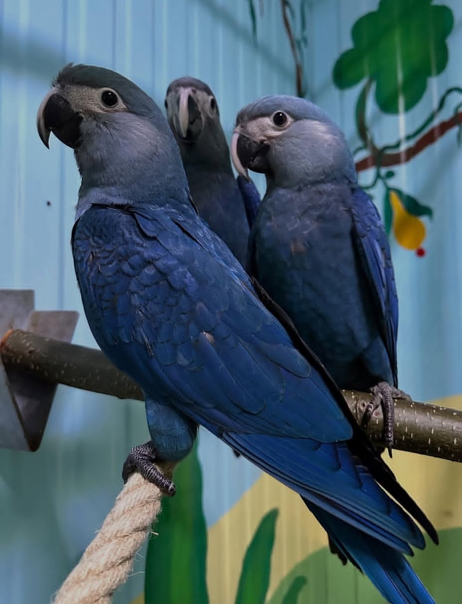 Spix`s Macaw Parrots-Males