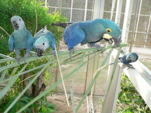 Spix’s Macaw Parrots-Females