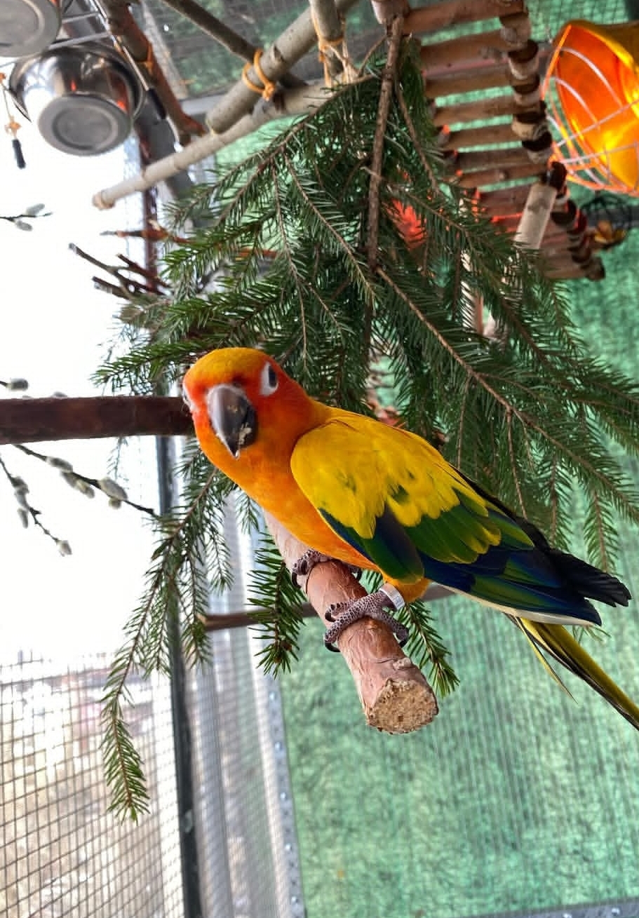 Sun Conure Parrot-(Jaku)