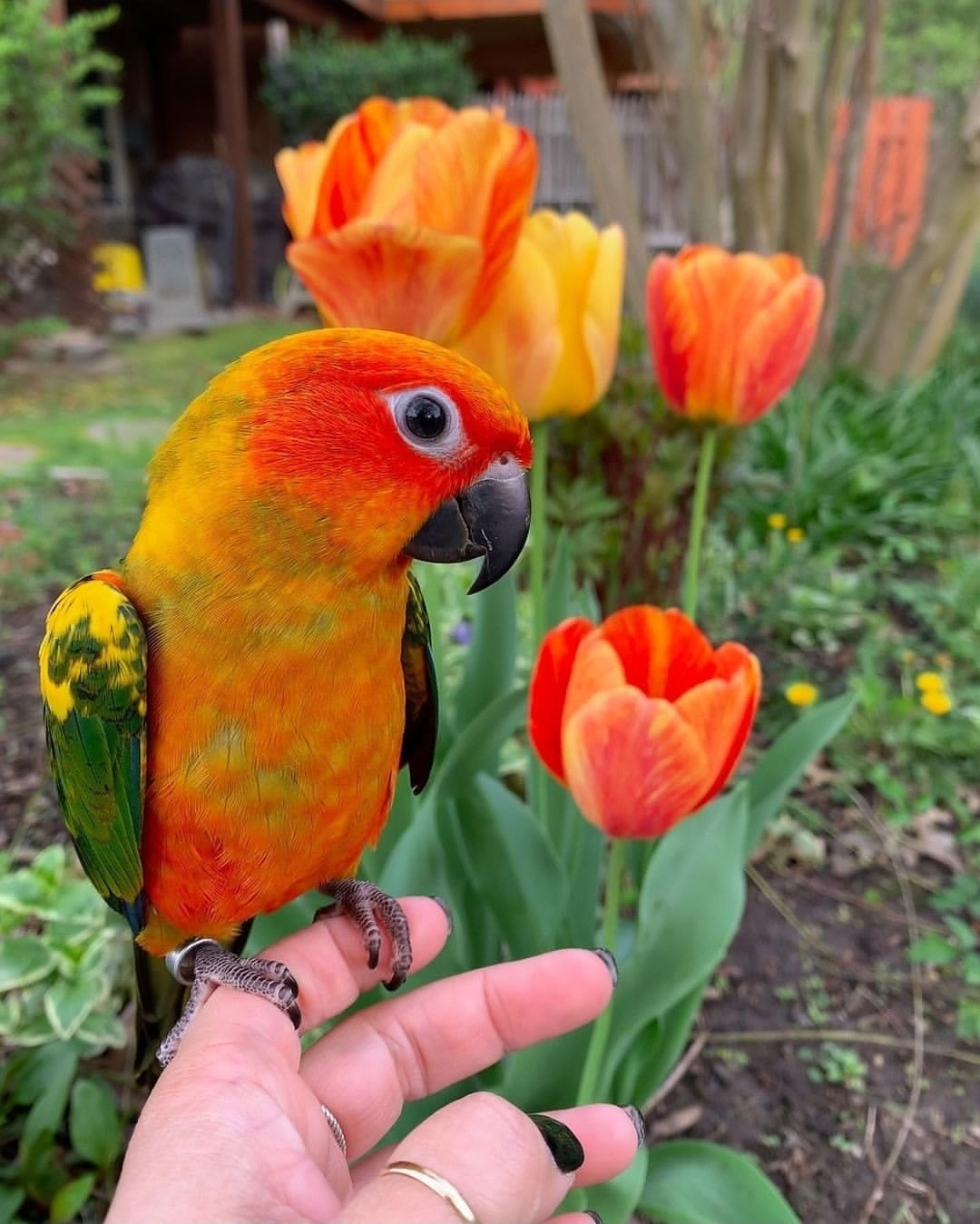 Sun Conure Parrots-Males And Females