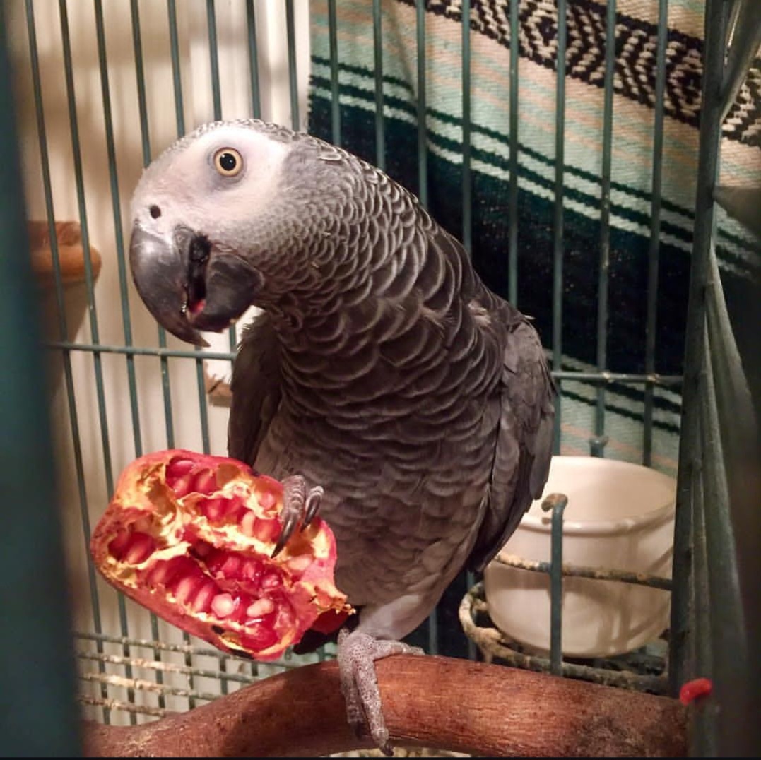Timneh African Grey Parrot-(Lili)