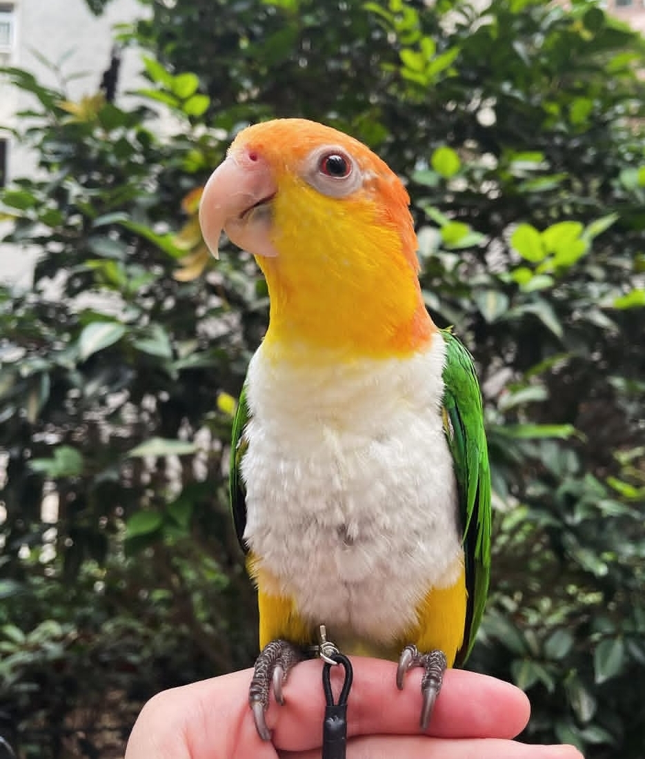 White-Bellied Caique Parrot-(Fany)
