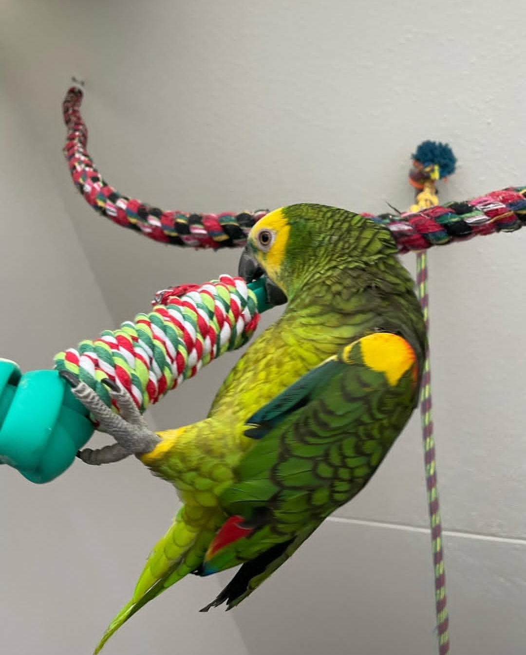 Yellow Crowned Amazon Parrot-(Muny)