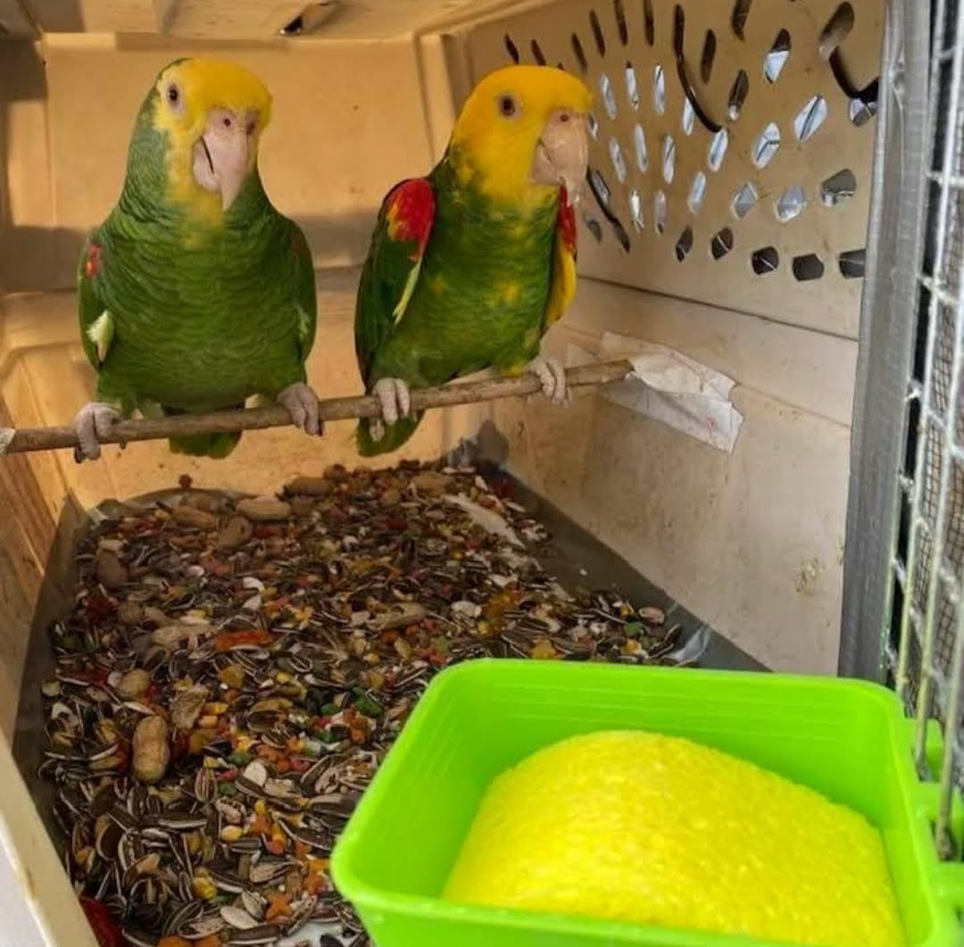Yellow Crowned Amazon Parrots-(Males/Females)