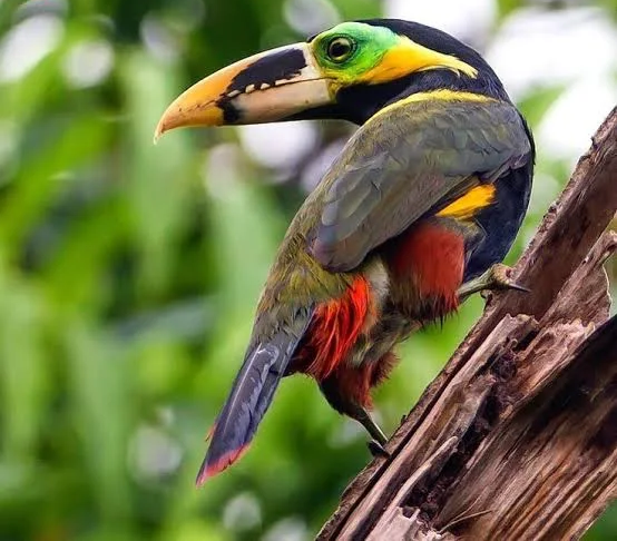 Selenidera Toucan